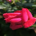 Essex in Bloom - Photographing the Rose Gardens 10