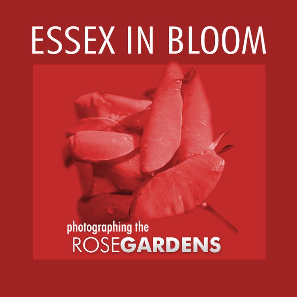 Essex in Bloom - Photographing the Rose Gardens