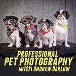 Live Pet Photography Photo Shoot and Lightroom Workflow with Andrew Darlow 0