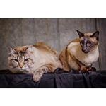 Live Pet Photography Photo Shoot and Lightroom Workflow with Andrew Darlow 6