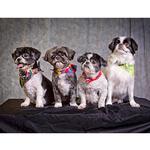 Live Pet Photography Photo Shoot and Lightroom Workflow with Andrew Darlow 7