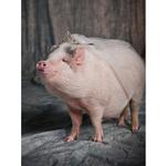 Live Pet Photography Photo Shoot and Lightroom Workflow with Andrew Darlow 8