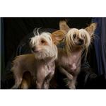 Live Pet Photography Photo Shoot and Lightroom Workflow with Andrew Darlow 10