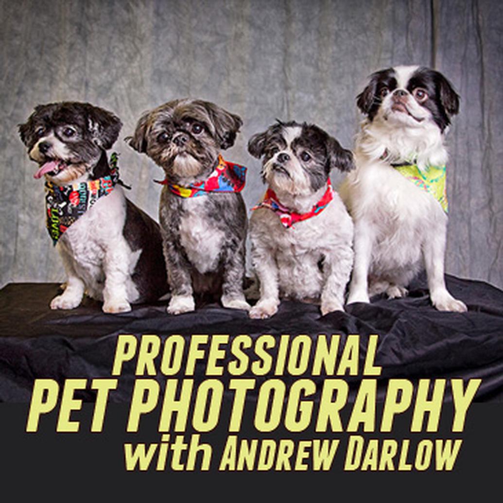 Live Pet Photography Photo Shoot and Lightroom Workflow with Andrew Darlow
