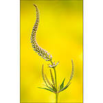Macro Boot Camp with Mike Moats and Tamron 1