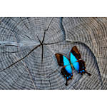 Macro Boot Camp with Mike Moats and Tamron 3