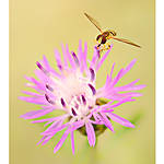 Macro Boot Camp with Mike Moats and Tamron 4