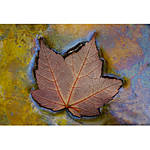 Macro Boot Camp with Mike Moats and Tamron 6