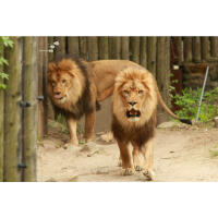 Photowalk at the Bronx Zoo with Michael Downey 3