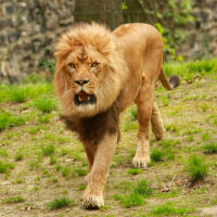 Photowalk at the Bronx Zoo with Michael Downey 4