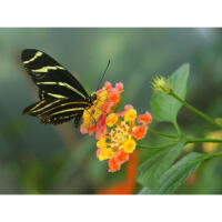 Photowalk at the Bronx Zoo with Michael Downey 7