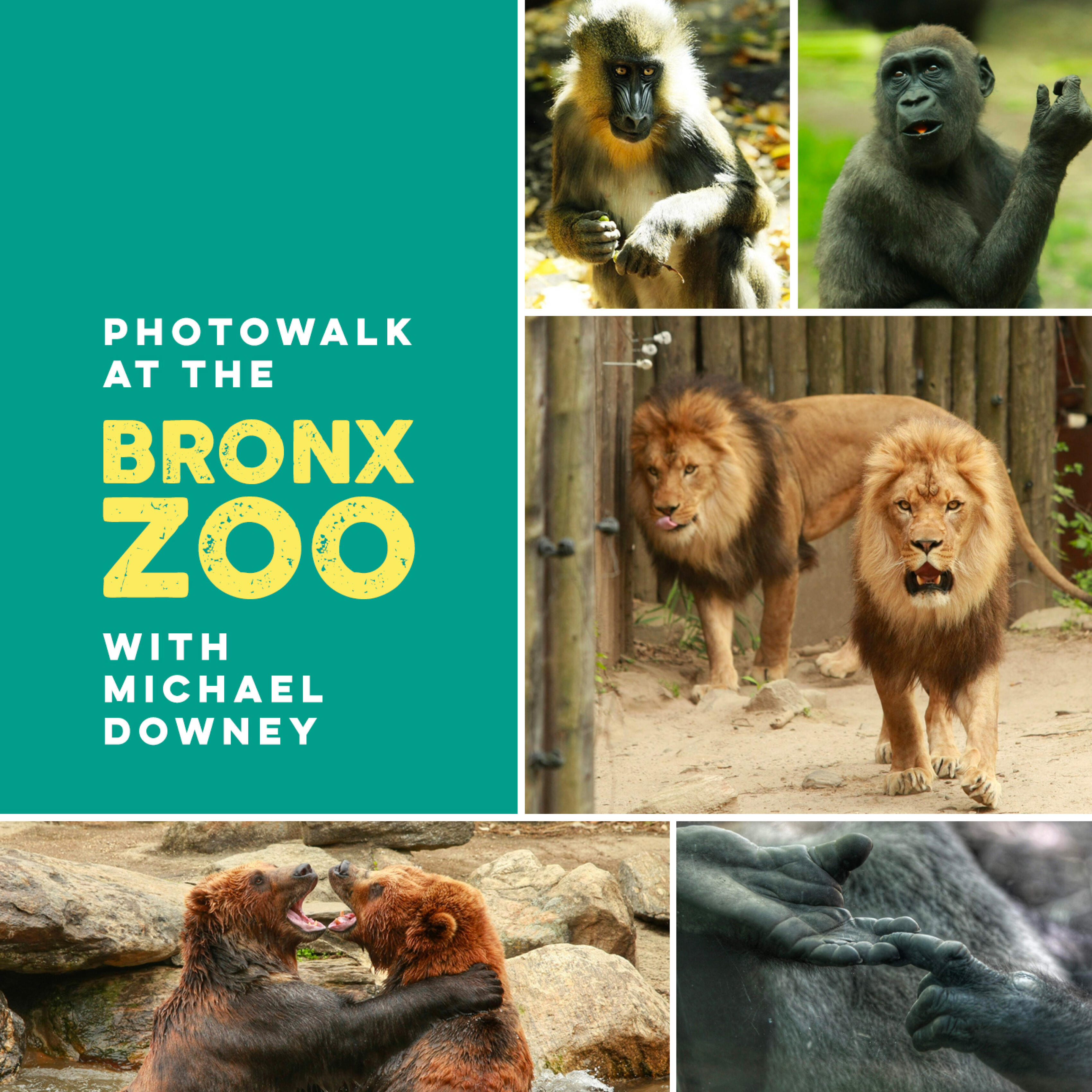Photowalk at the Bronx Zoo with Michael Downey