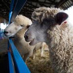 Excursion: How to Capture Great Festival  and  Event Photos with David Wells 8