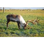 Chasing the Northern Lights Photo Adventure 7