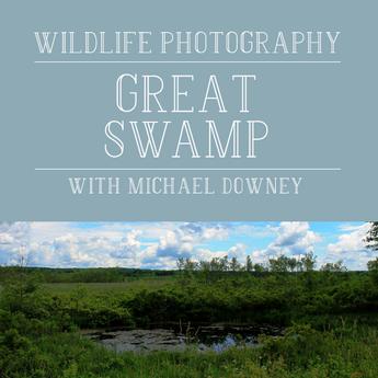 Wildlife Photography at the New Jersey Great Swamp