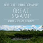 Wildlife Photography at the New Jersey Great Swamp 0
