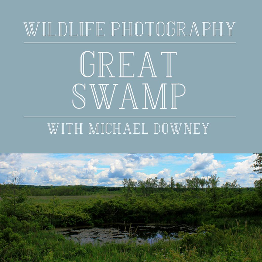 Wildlife Photography at the New Jersey Great Swamp