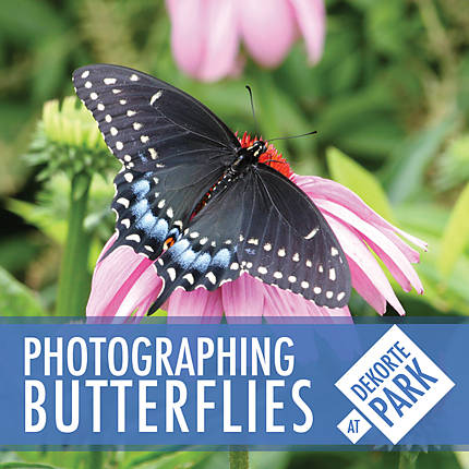 Photographing Butterflies at DeKorte Park with Michael Downey