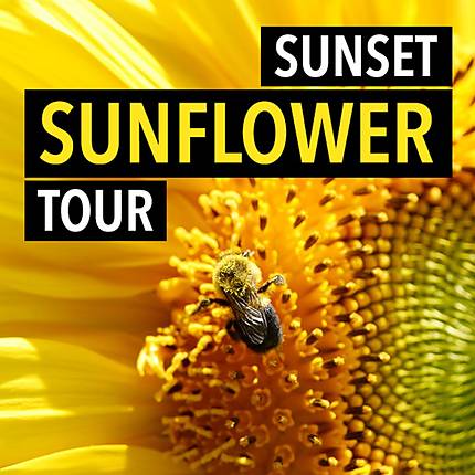 Sunset Sunflower Tour at Donaldson Farms with Rick Gerrity
