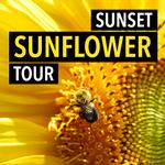 Sunset Sunflower Tour at Donaldson Farms with Rick Gerrity 0