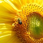 Sunset Sunflower Tour at Donaldson Farms with Rick Gerrity 1