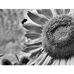 Sunset Sunflower Tour at Donaldson Farms with Rick Gerrity 2