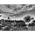 Sunset Sunflower Tour at Donaldson Farms with Rick Gerrity 3