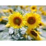 Sunset Sunflower Tour at Donaldson Farms with Rick Gerrity 4
