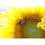 Sunset Sunflower Tour at Donaldson Farms with Rick Gerrity 5