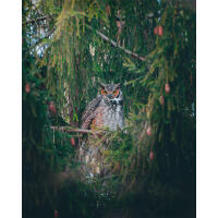 Wildlife and Nature Photography Field Day with Bobby Stormer (Sony) 1