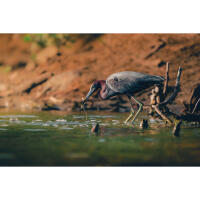 Wildlife and Nature Photography Field Day with Bobby Stormer (Sony) 2