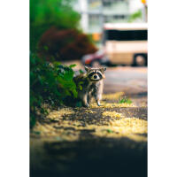 Wildlife and Nature Photography Field Day with Bobby Stormer (Sony) 3