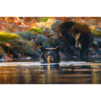 Wildlife and Nature Photography Field Day with Bobby Stormer (Sony) 4