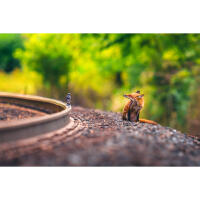 Wildlife and Nature Photography Field Day with Bobby Stormer (Sony) 5