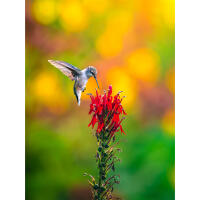 Wildlife and Nature Photography Field Day with Bobby Stormer (Sony) 6
