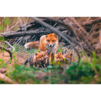 Wildlife and Nature Photography Field Day with Bobby Stormer (Sony) 7