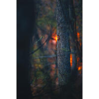 Wildlife and Nature Photography Field Day with Bobby Stormer (Sony) 8