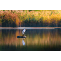 Wildlife and Nature Photography Field Day with Bobby Stormer (Sony) 9