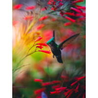 Wildlife and Nature Photography Field Day with Bobby Stormer (Sony) 10