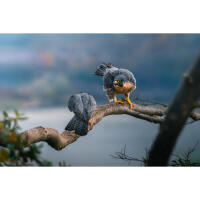 Wildlife and Nature Photography Field Day with Bobby Stormer (Sony) 11