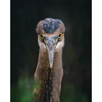 Bird and Wildlife Photowalk at DeKorte Park with Bobby Stormer (Sony) 1