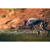 Bird and Wildlife Photowalk at DeKorte Park with Bobby Stormer (Sony) 3