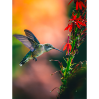 Bird and Wildlife Photowalk at DeKorte Park with Bobby Stormer (Sony) 7