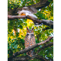 Bird and Wildlife Photowalk at DeKorte Park with Bobby Stormer (Sony) 8