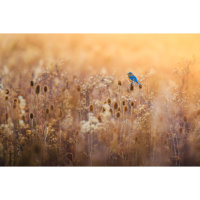 Bird and Wildlife Photowalk at DeKorte Park with Bobby Stormer (Sony) 9