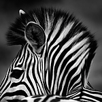 Advanced Photography Mentoring with Kristi Odom 2