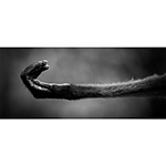 Advanced Photography Mentoring with Kristi Odom 4