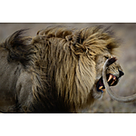 Advanced Photography Mentoring with Kristi Odom 8