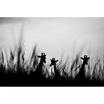 Advanced Photography Mentoring with Kristi Odom 11