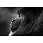 Advanced Photography Mentoring with Kristi Odom 12